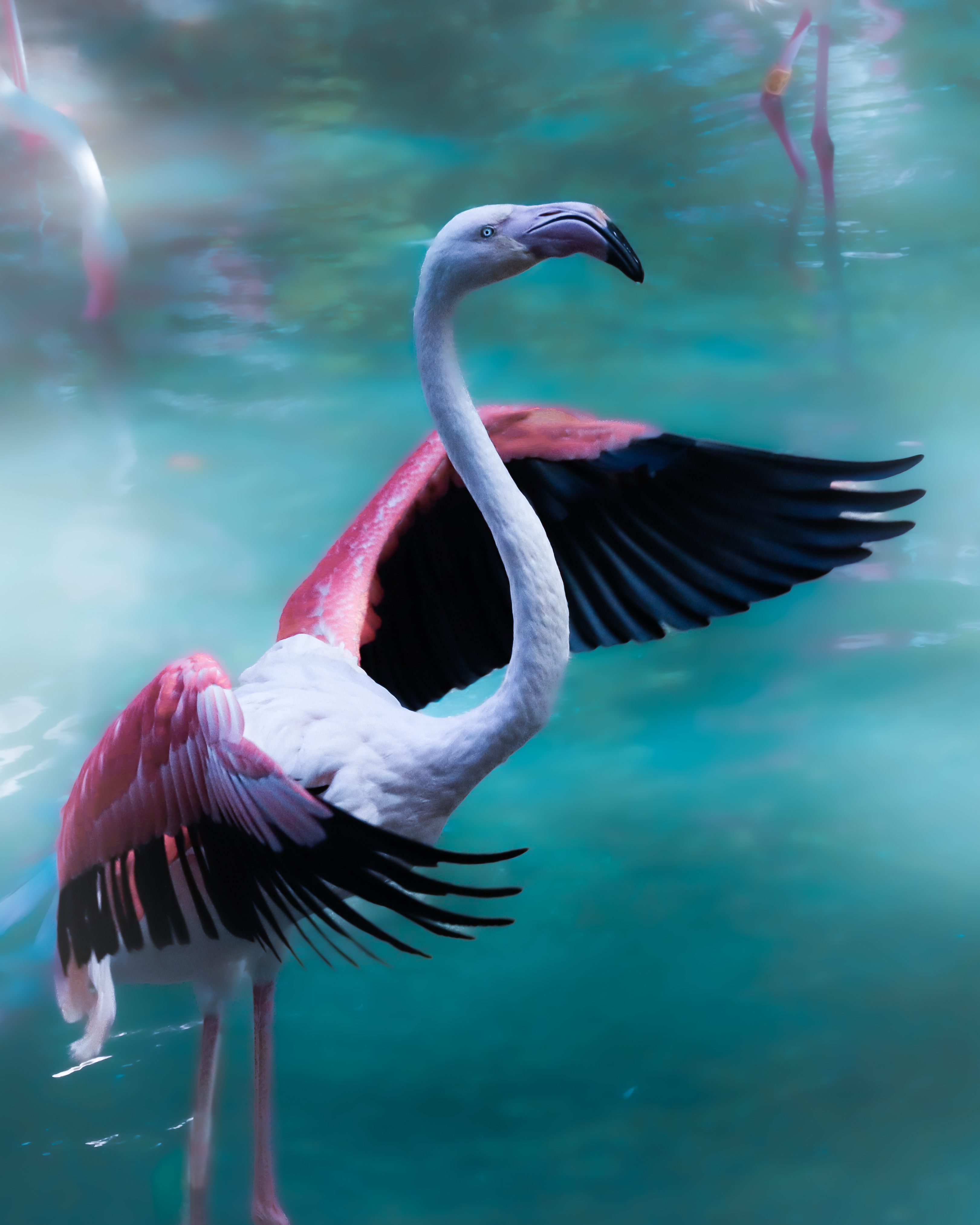 Flamingo