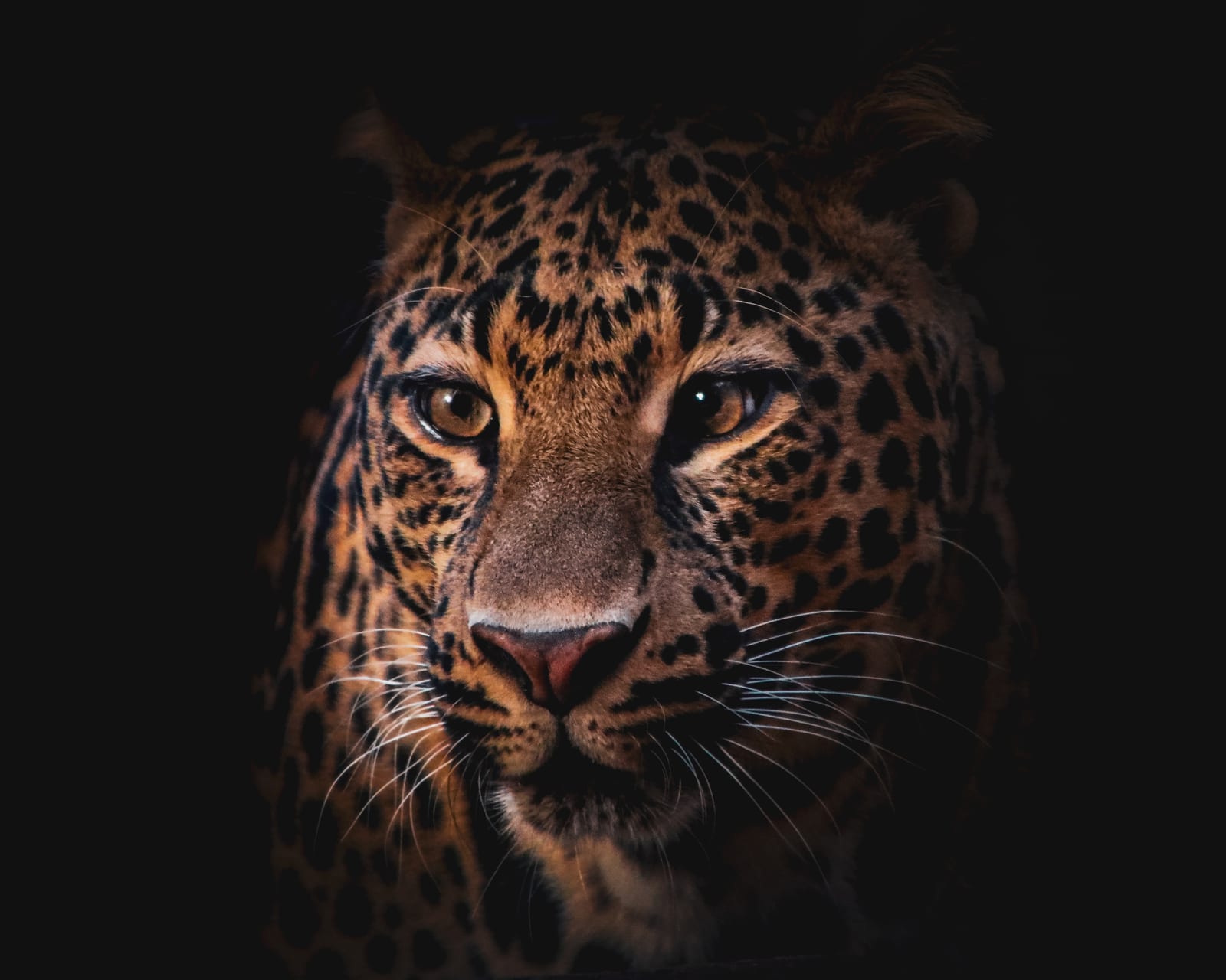 Leopardo