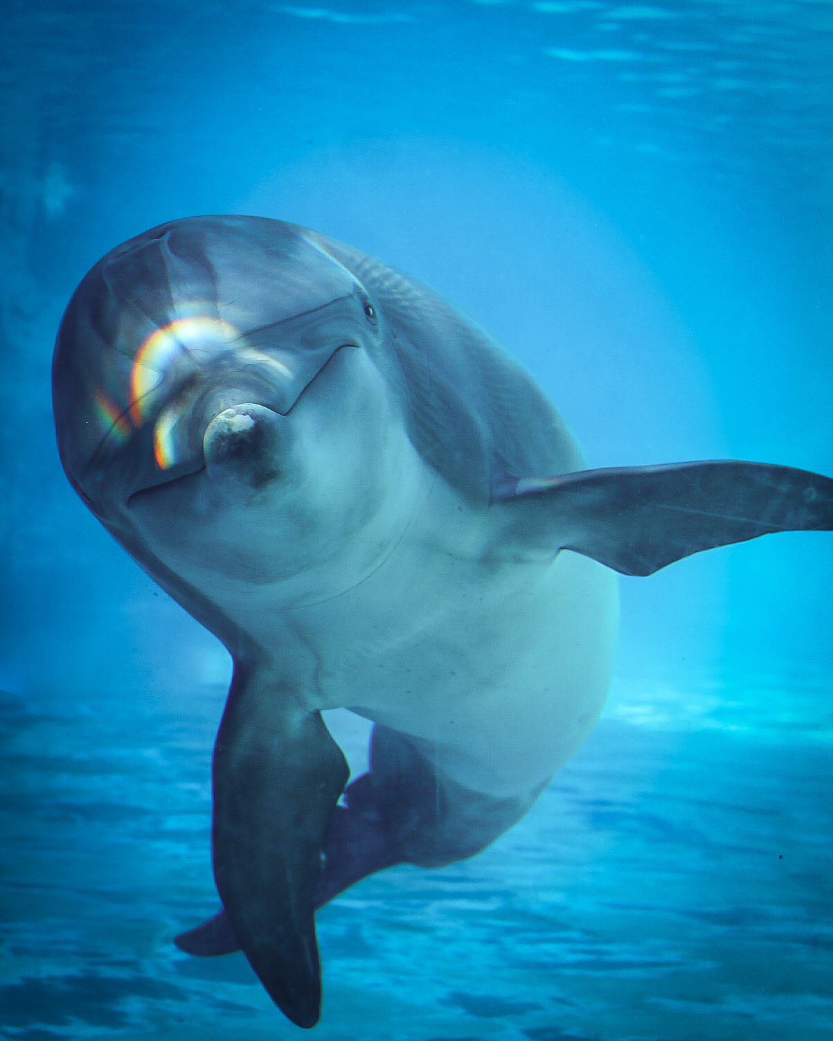 Dolphin
