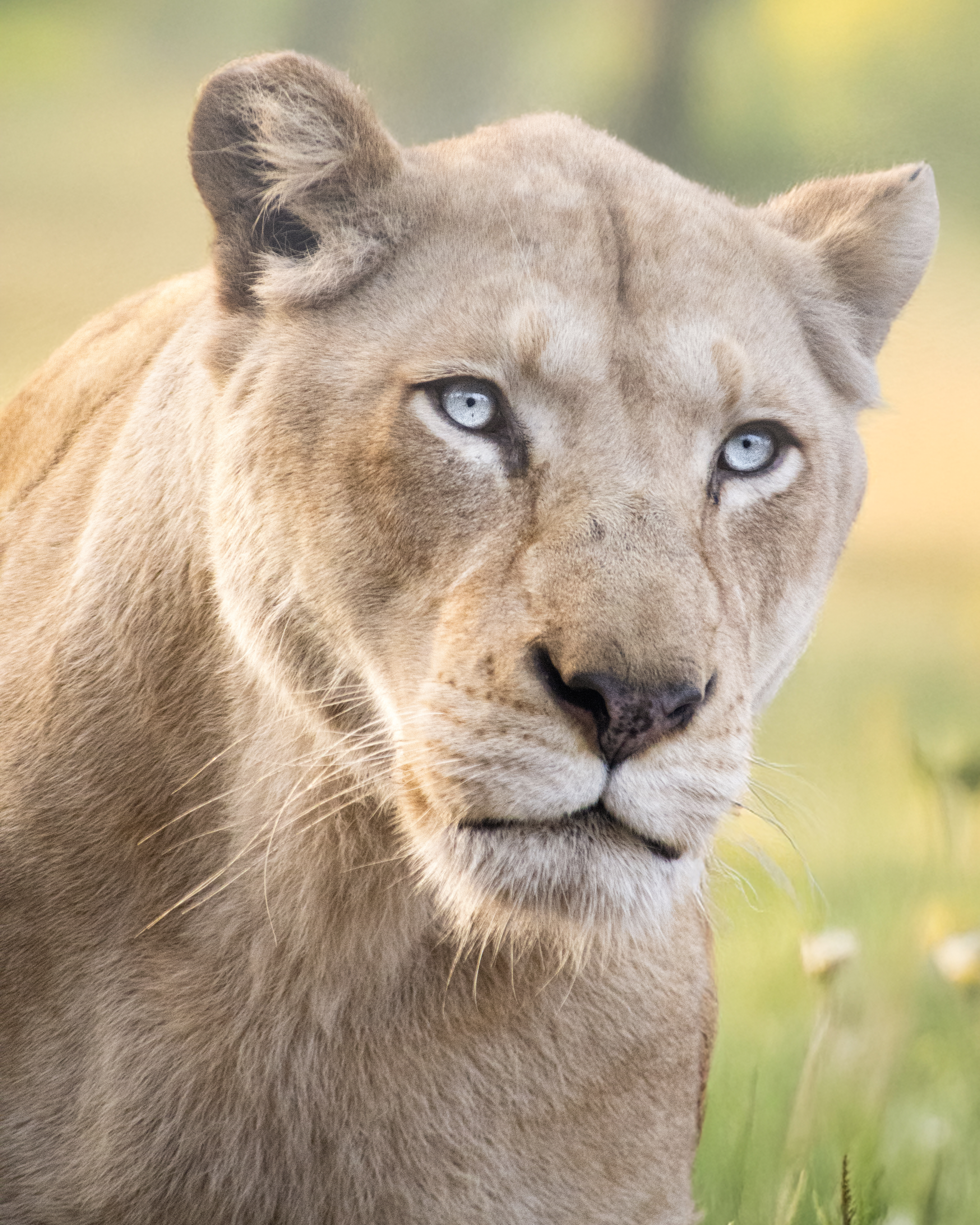 Lioness