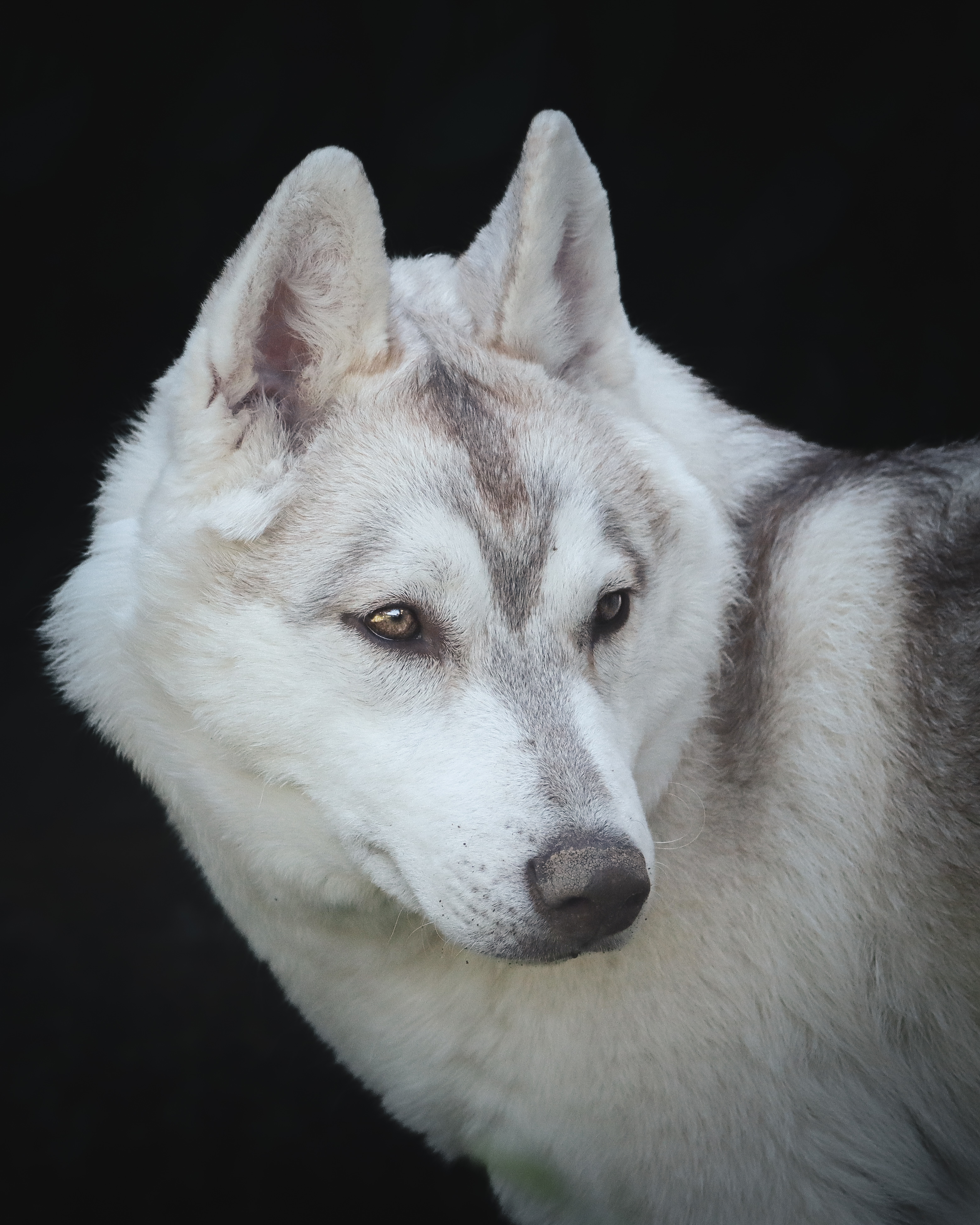 Husky portrait
