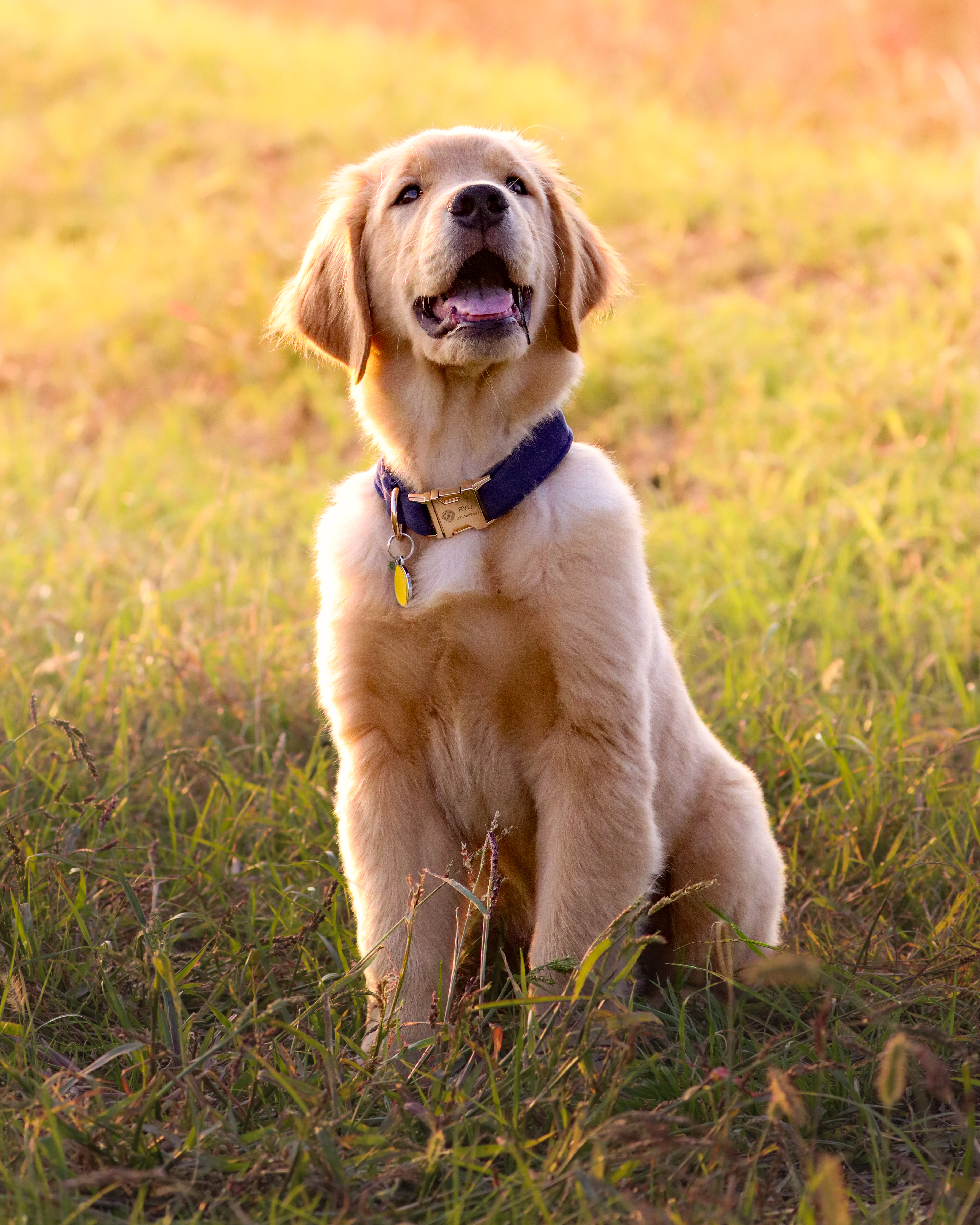 Pets Photography