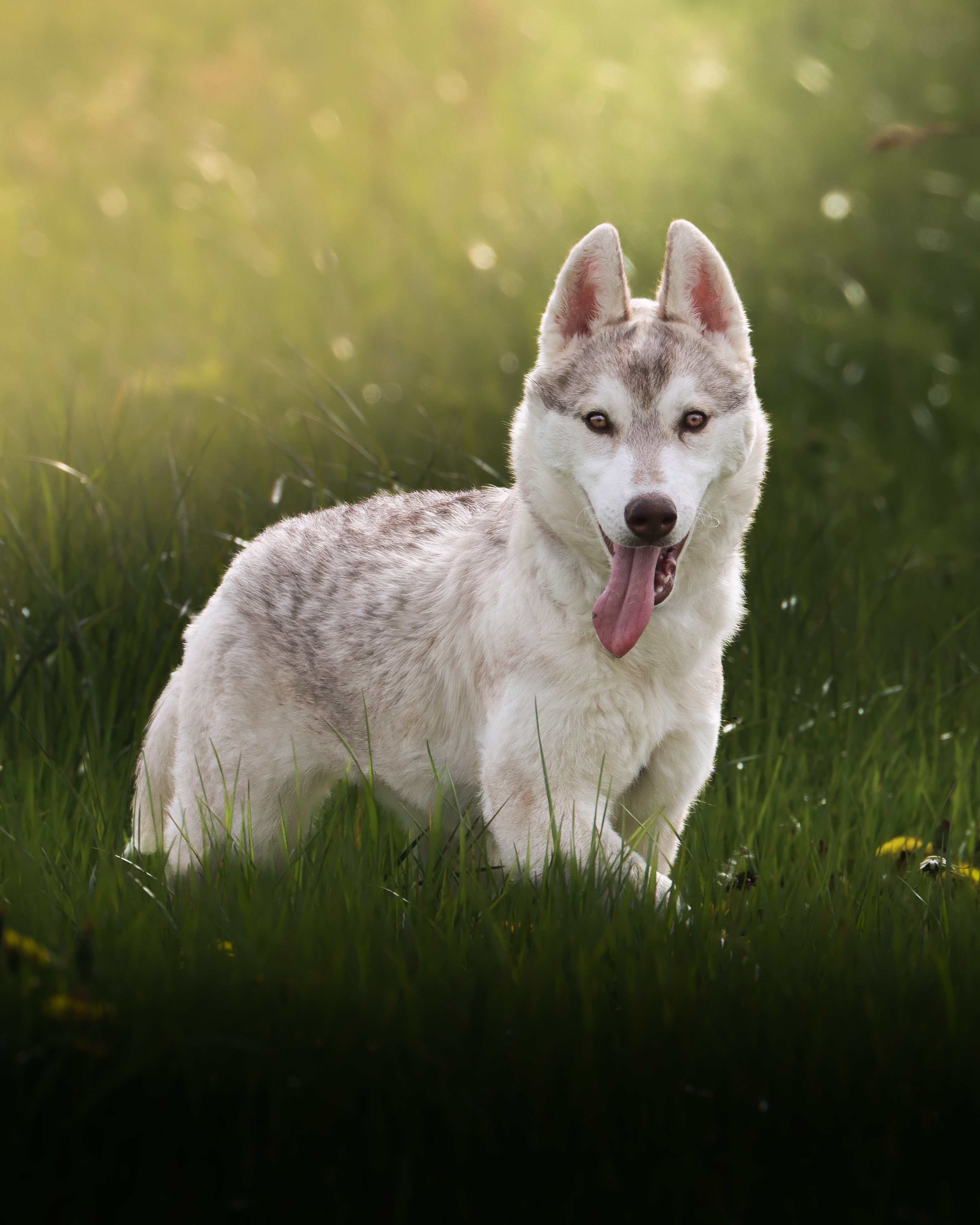 Husky