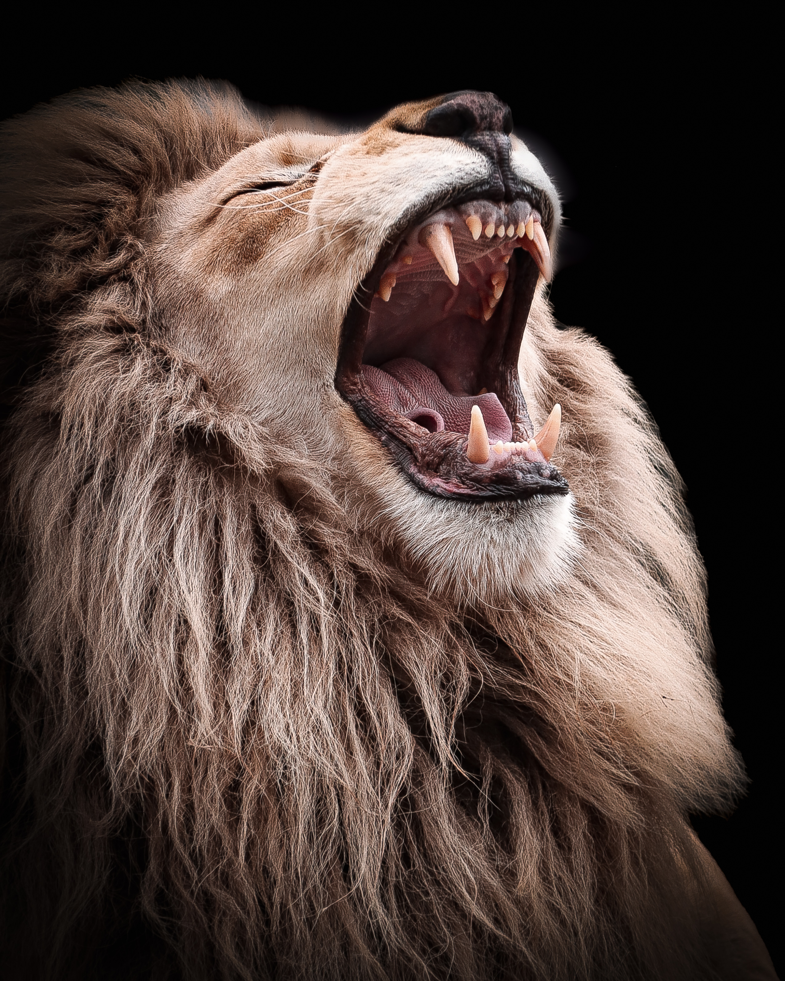 Wildlife Photography