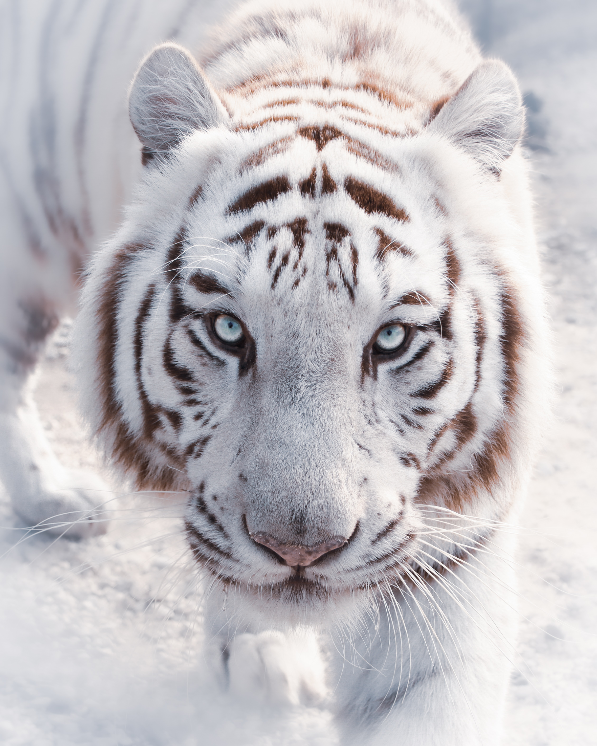 White Tiger
