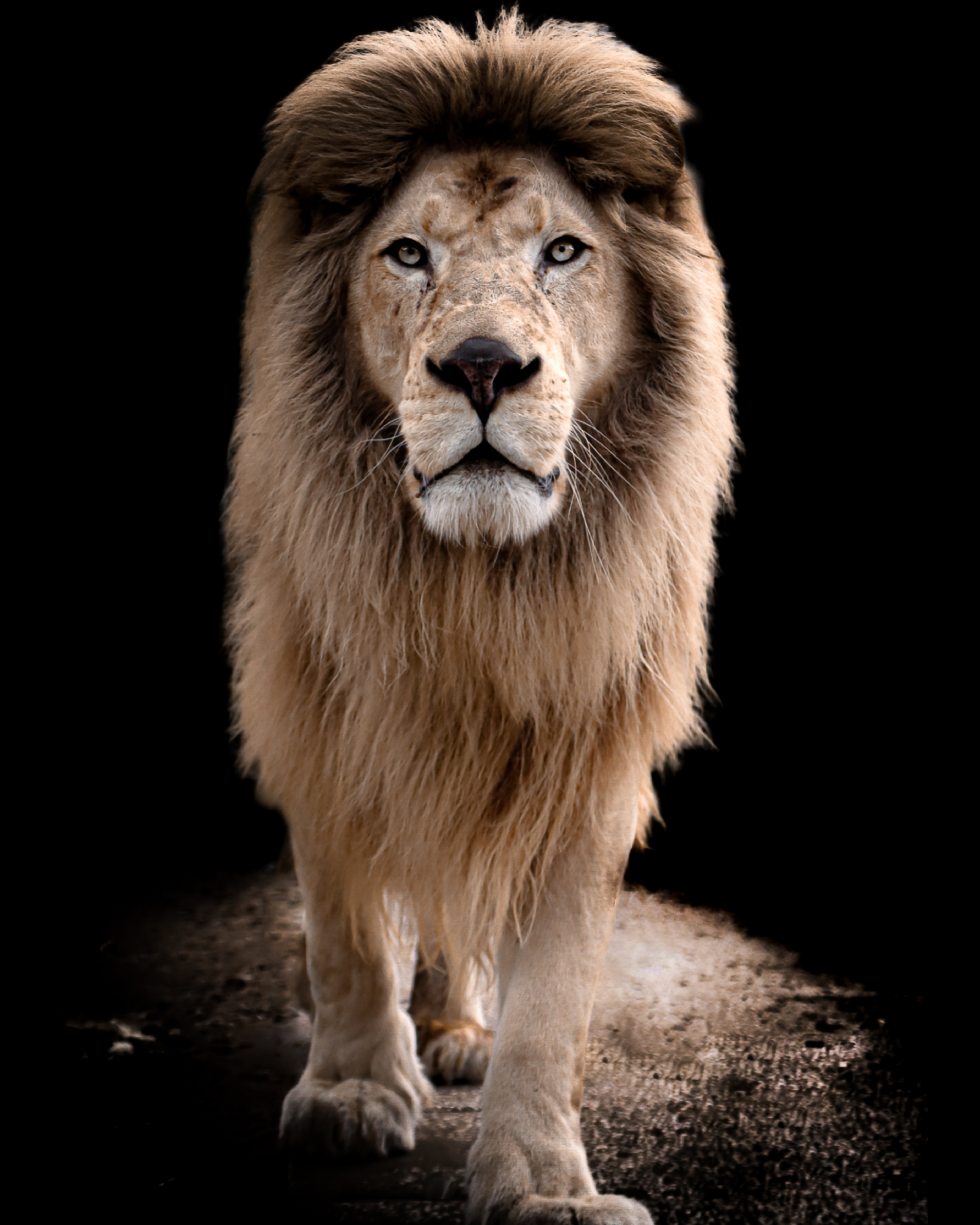 Lion